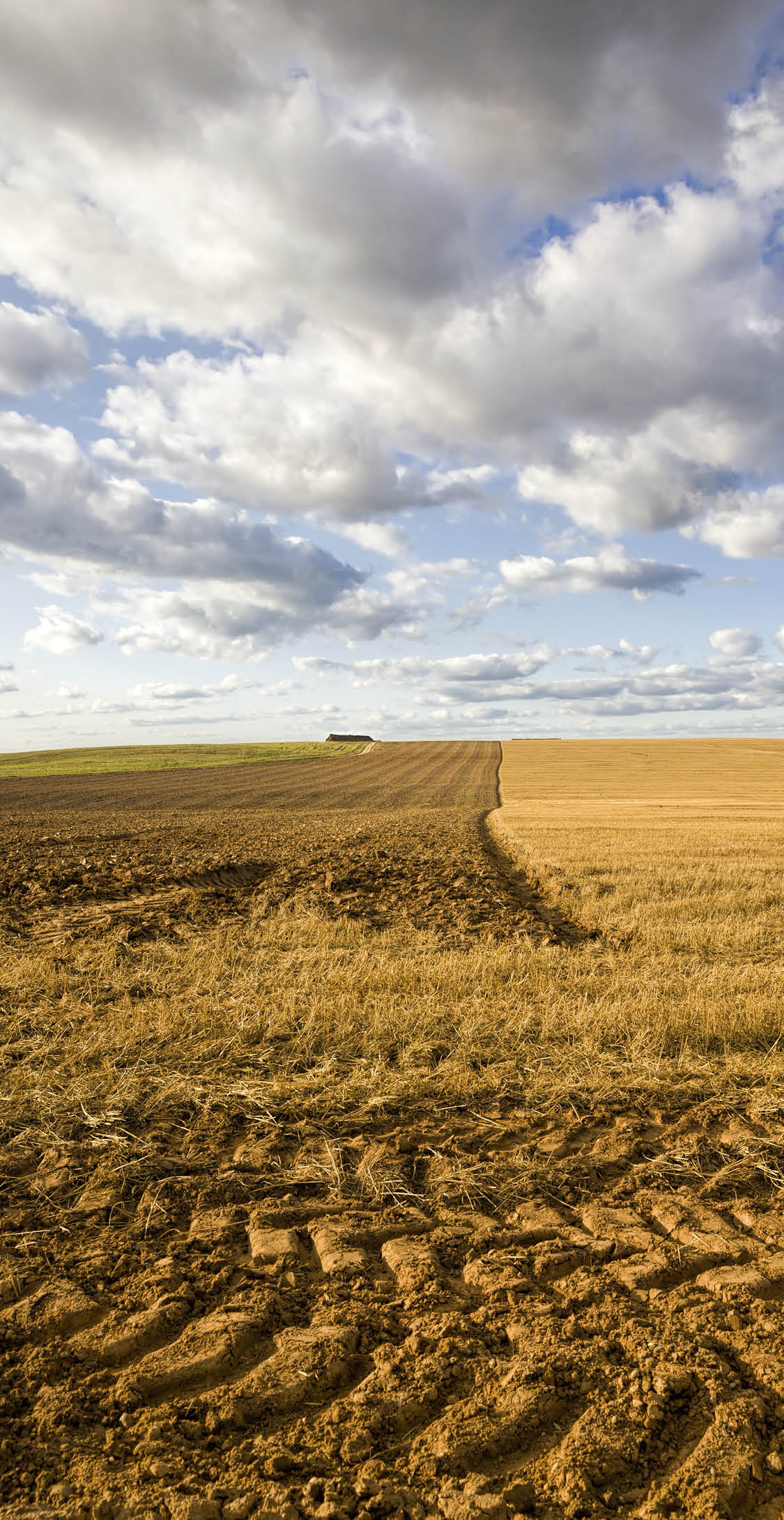an agricultural field after harvesting a rich harvest of wheat grain, a part of the field is plowed to prepare the soil for planting a new crop of agricultural crops