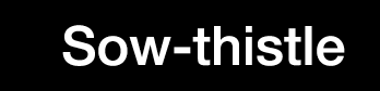 Sow-thistle