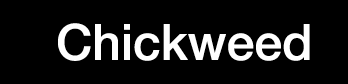 Chickweed