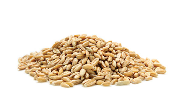 pile of spelt grain
