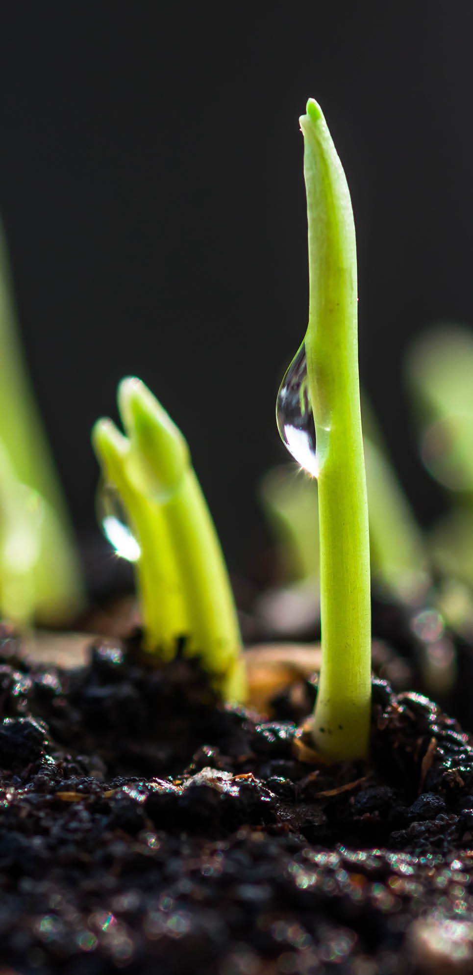 Sprouts growing ecological organic green wheat background