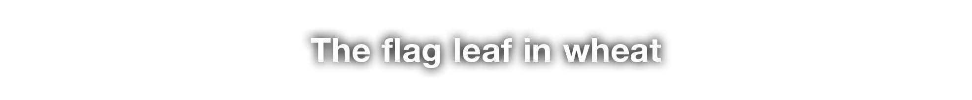 The flag leaf in wheat