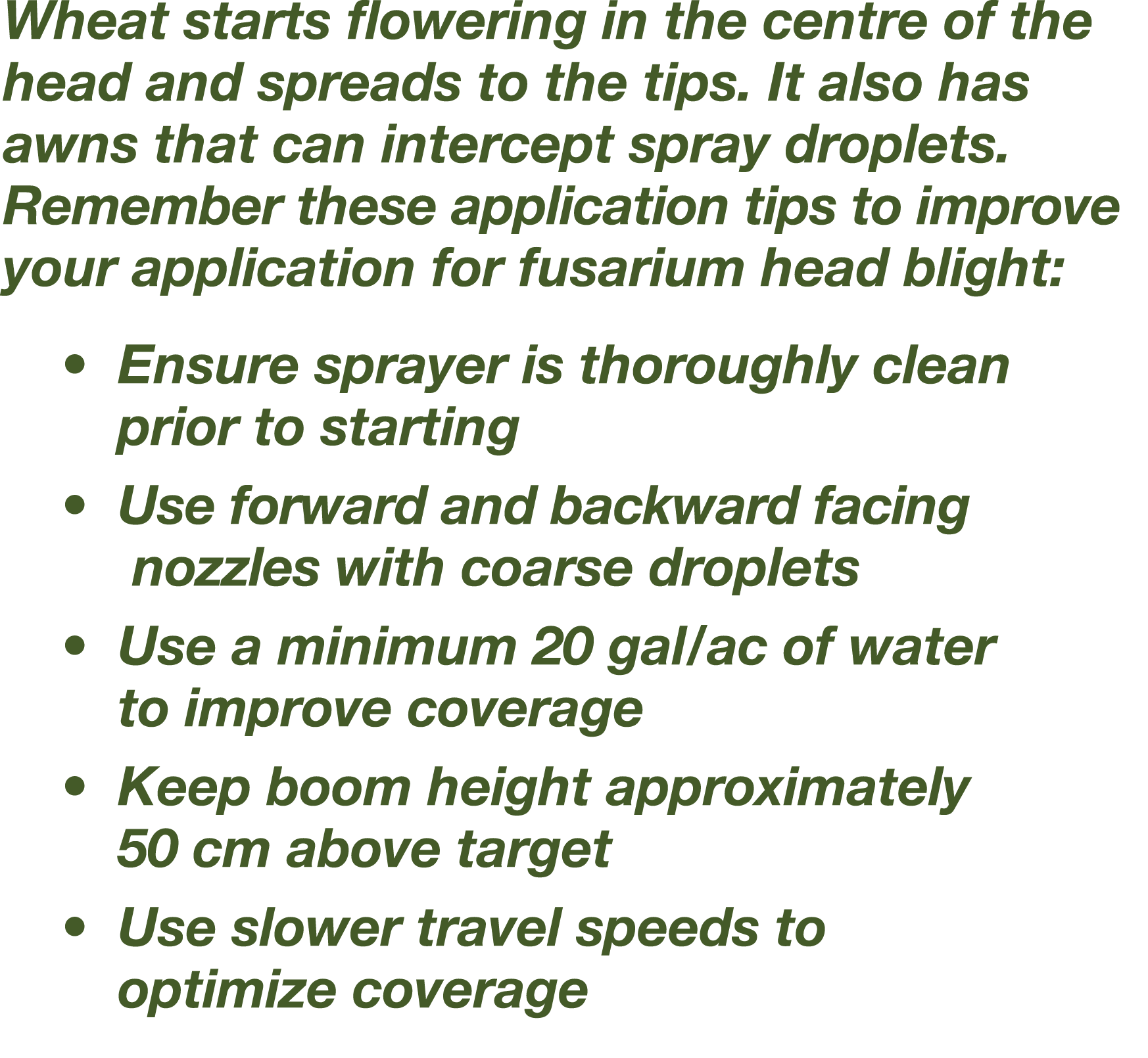 Wheat starts flowering in the centre of the head and spreads to the tips  It also has awns that can intercept spray d   