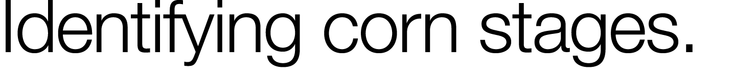 Identifying corn stages 