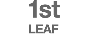 1st LEAF