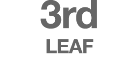 3rd LEAF
