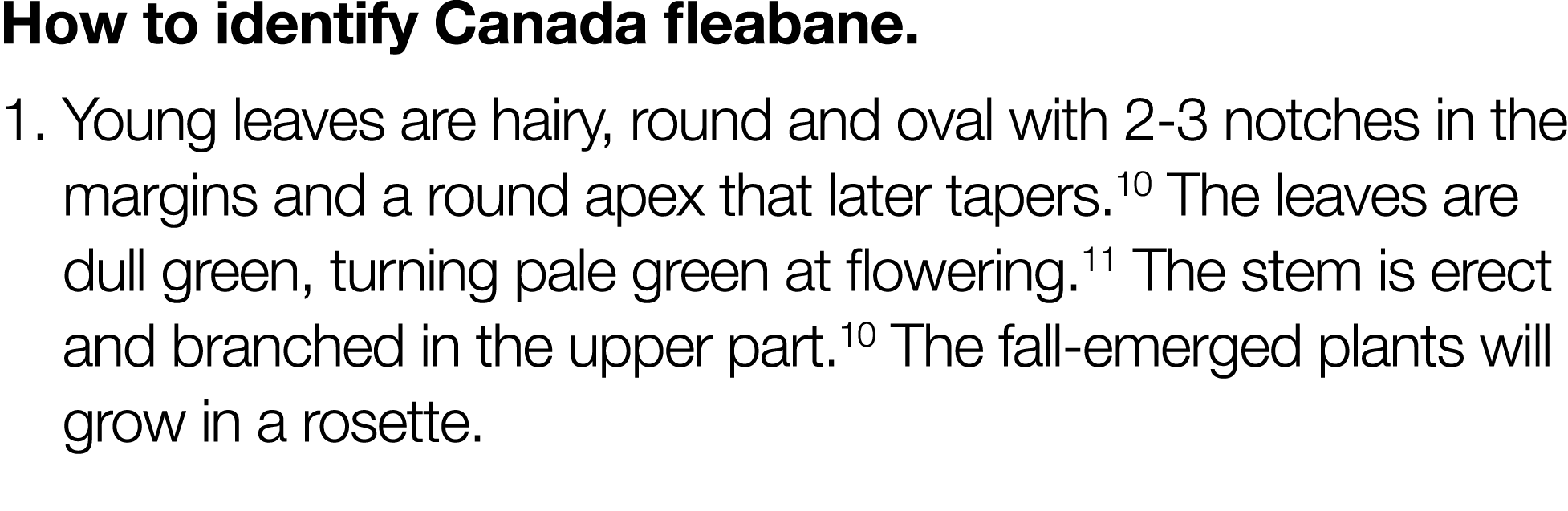 How to identify Canada fleabane  1   Young leaves are hairy, round and oval with 2-3 notches in the margins and a rou   