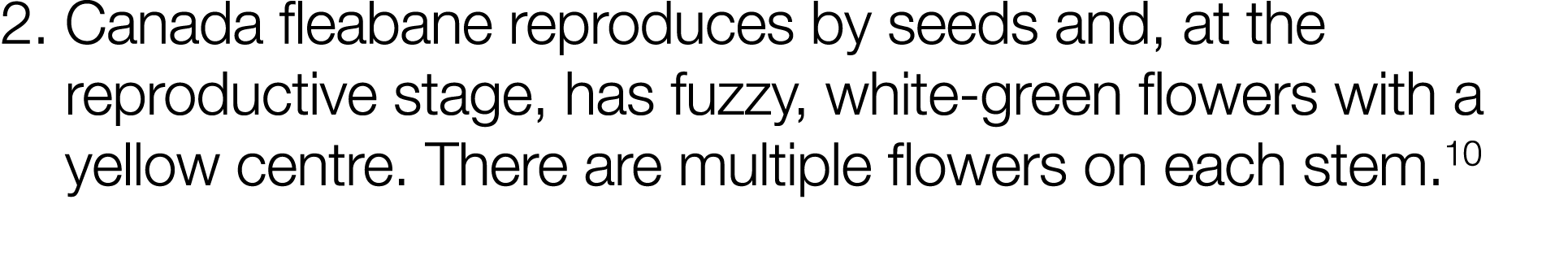 2   Canada fleabane reproduces by seeds and, at the reproductive stage, has fuzzy, white-green flowers with a yellow    