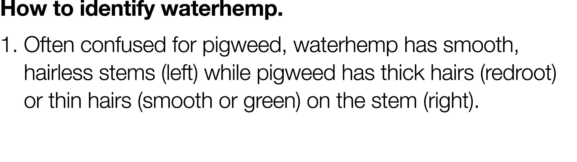 How to identify waterhemp  1   Often confused for pigweed, waterhemp has smooth, hairless stems (left) while pigweed    