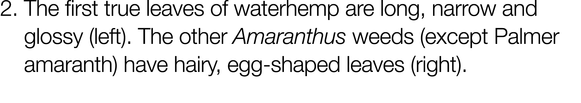 2   The first true leaves of waterhemp are long, narrow and glossy (left)  The other Amaranthus weeds (except Palmer    