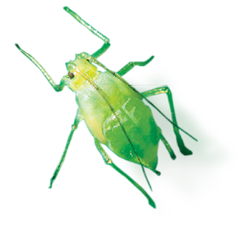 Close Up of a plant louse with space for typo 