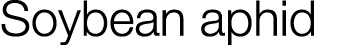 Soybean aphid
