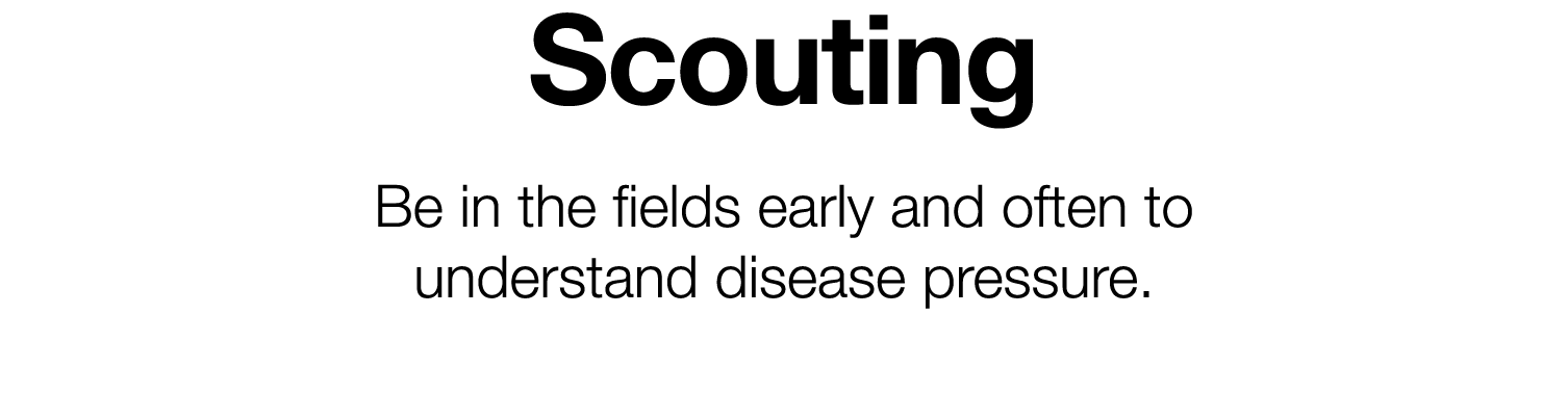 Scouting Be in the fields early and often to understand disease pressure  