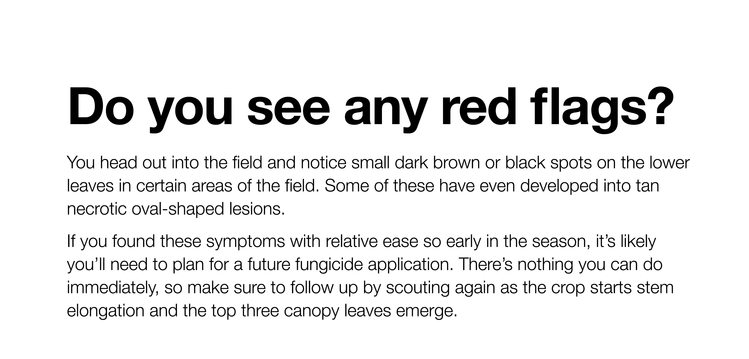 Do you see any red flags  You head out into the field and notice small dark brown or black spots on the lower leaves    