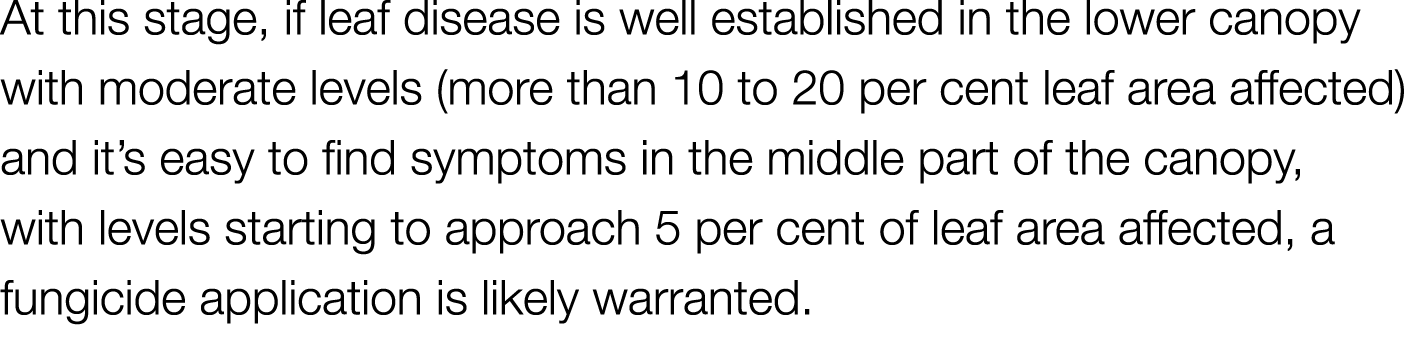 At this stage, if leaf disease is well established in the lower canopy with moderate levels (more than 10 to 20 per c   