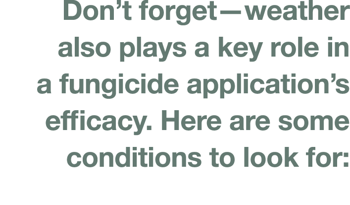 Don t forget—weather also plays a key role in a fungicide application s efficacy  Here are some conditions to look for: