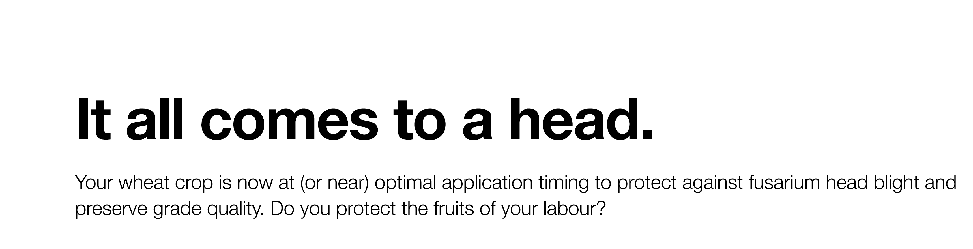 It all comes to a head  Your wheat crop is now at (or near) optimal application timing to protect against fusarium he   