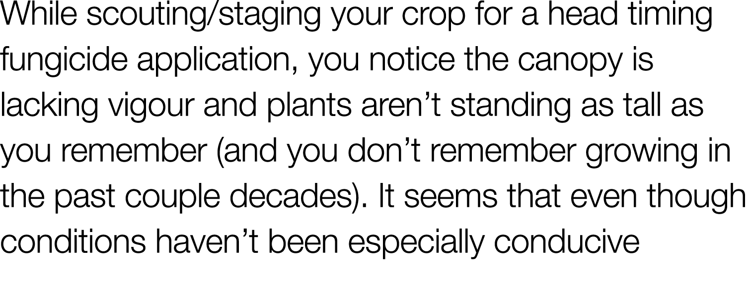 While scouting staging your crop for a head timing fungicide application, you notice the canopy is lacking vigour and   