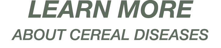 LEARN MORE ABOUT CEREAL DISEASES