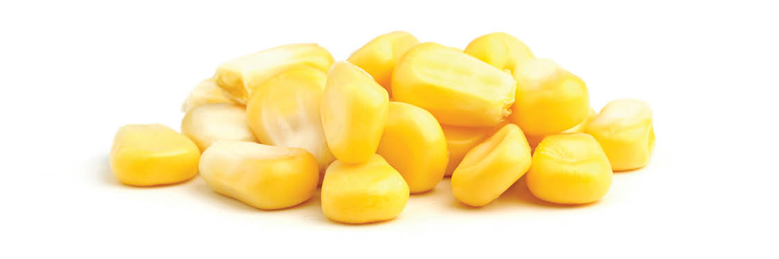 Ripe corn isolated on white background.