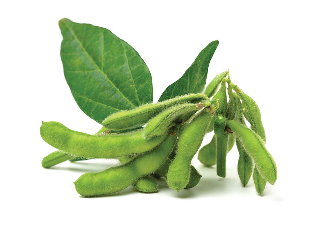 Fresh soybean with pod and leaf