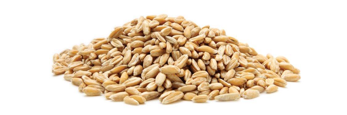 pile of spelt grain