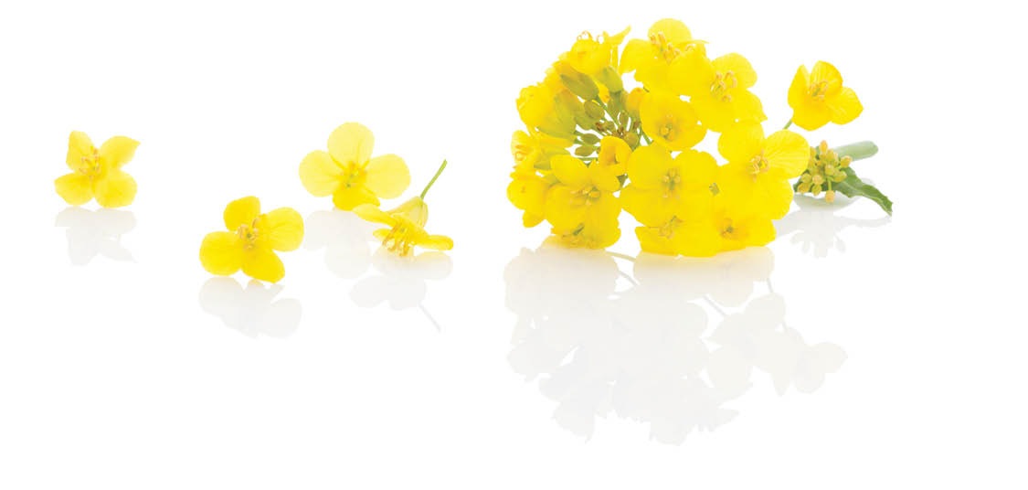 Rapeseed flower isolated on white background.