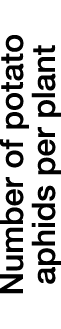 Number of potato aphids per plant