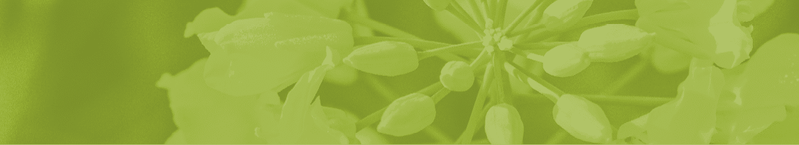 yellow rape flower in the spring