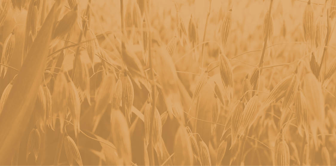 green unripe oats in a field waving in the wind