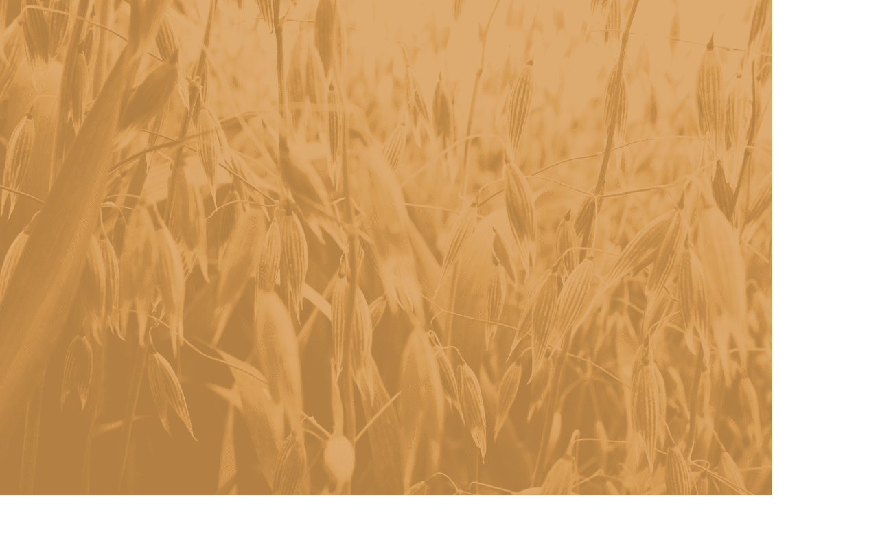 green unripe oats in a field waving in the wind