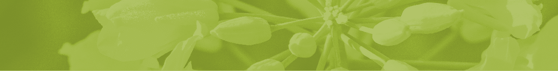 yellow rape flower in the spring