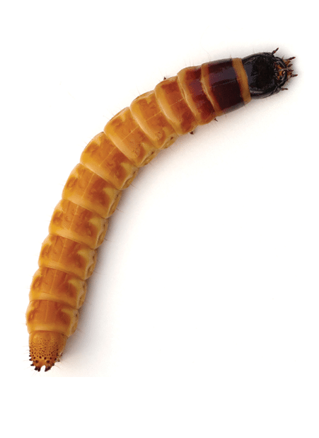 Eyed Click Beetle Larva (Alaus oculatus) on white background