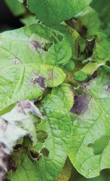 Potato plant has got ill with Phytophthora (Phytophthora Infestans). Potato plant has got sick by late blight, agriculture