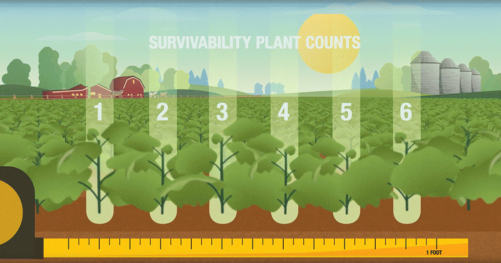 Survivability Plant Counts