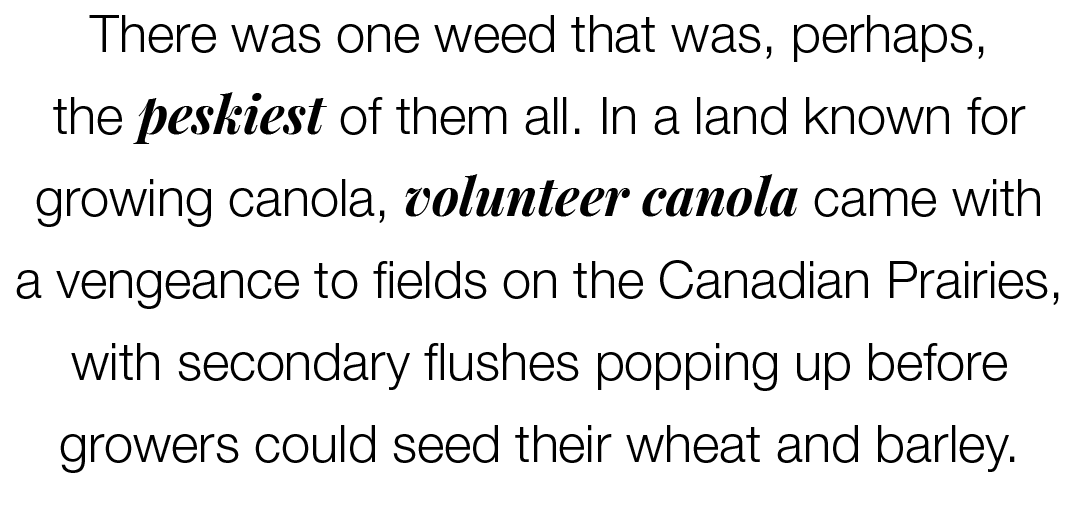 There was one weed that was, perhaps, the peskiest of them all. In a land known for growing canola, volunteer canola ...