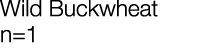 Wild Buckwheat n=1